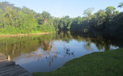 A Traveler’s Guide to the Flora and Fauna of Ecuador’s Amazon